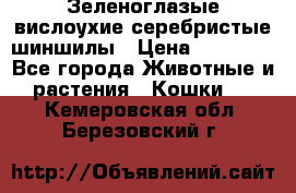 Зеленоглазые вислоухие серебристые шиншилы › Цена ­ 20 000 - Все города Животные и растения » Кошки   . Кемеровская обл.,Березовский г.